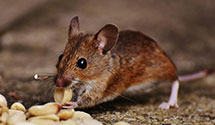 24 Hour & Emergency Exterminators in Glen City, AL